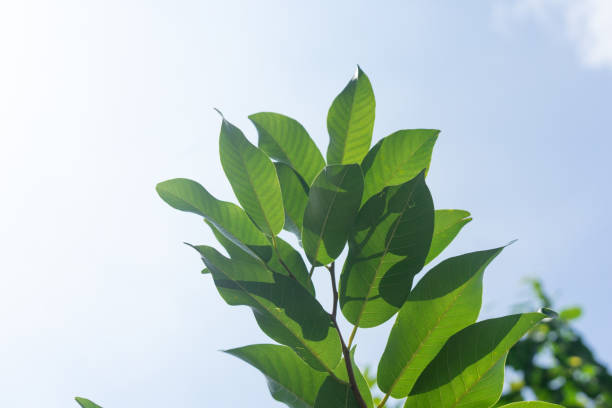 istock Green leaves foliage bush against the sky 1301114207
