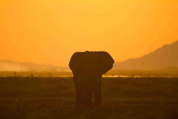 istock African Elephant in the sunset 1301115116