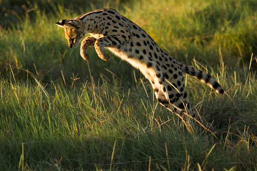 Un serval africano de caza photo