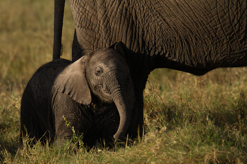 This tiny baby African Elephant was seen in Amboseli national park, Kenya. It kept really close to it mother, staying protected. This picture is beautifully lit by the undergoing sun.