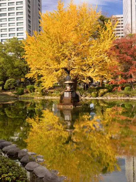 Photo of Yellow leaves of Hibiya Park in Tokyo