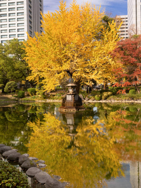 żółte liście hibiya park w tokio - ginkgo ginkgo tree leaf water zdjęcia i obrazy z banku zdjęć