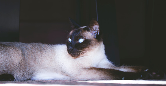 Close up portrait of Siamese brown cat with blue eyes lying down on floor. Cute pet resting at home