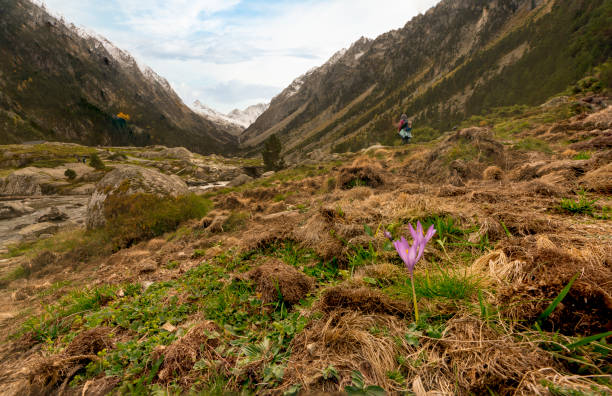 uma pequena flor roxa com o vale gaube em pirineus franceses, frança - gaube - fotografias e filmes do acervo