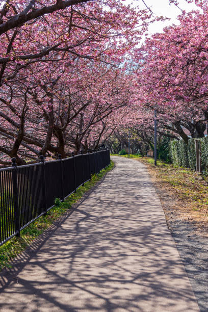 istock The Kawazu-cherry blossoms 1301118390