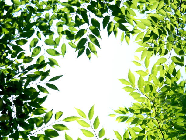istock Zelkova leaves shining in the sunlight through the trees 1301118778