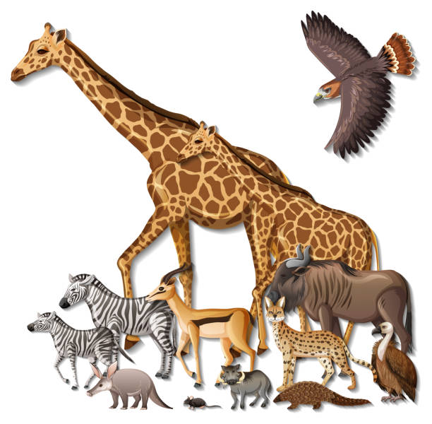 istock Group of wild African animals on white background 1301119408