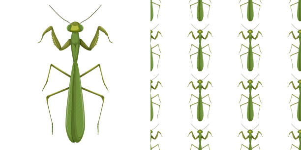 Mantis insect and seamless background Mantis insect and seamless background illustration praying mantis stock illustrations