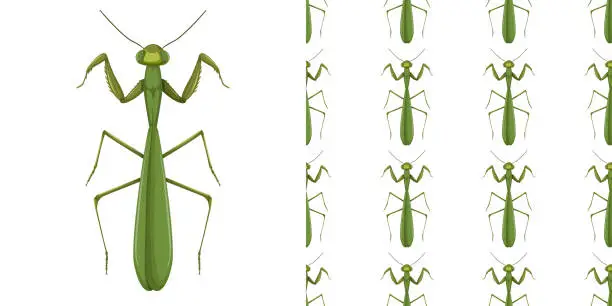 Vector illustration of Mantis insect and seamless background