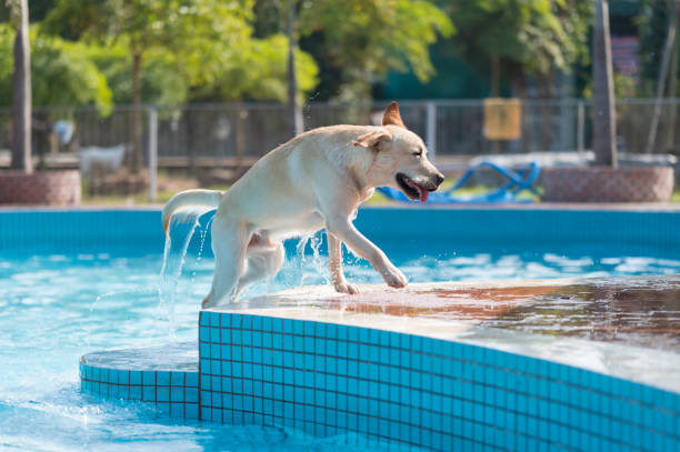 istock Labrador retriever playing in the pool 1301122784