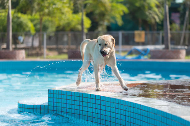 istock Labrador retriever playing in the pool 1301123291