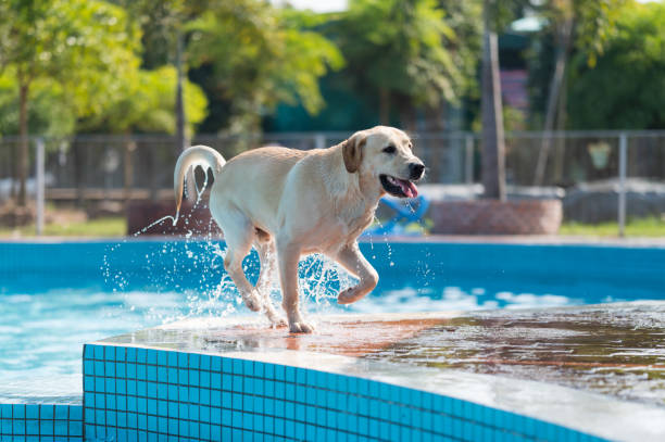 istock Labrador retriever playing in the pool 1301123295
