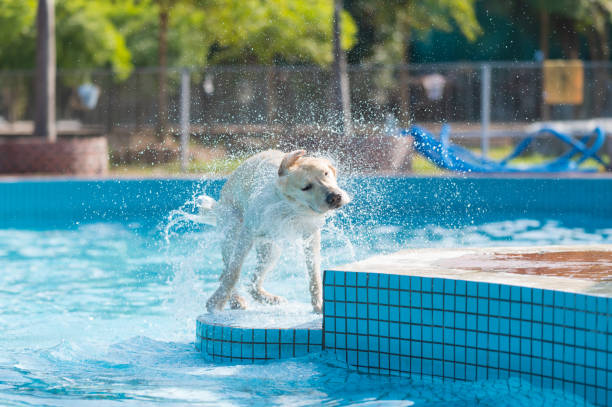 istock Labrador retriever playing in the pool 1301123296
