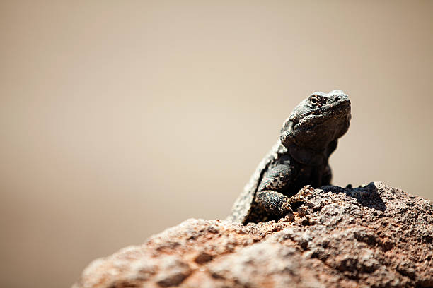 desert leguan death valley, nevada, usa - großes becken stock-fotos und bilder