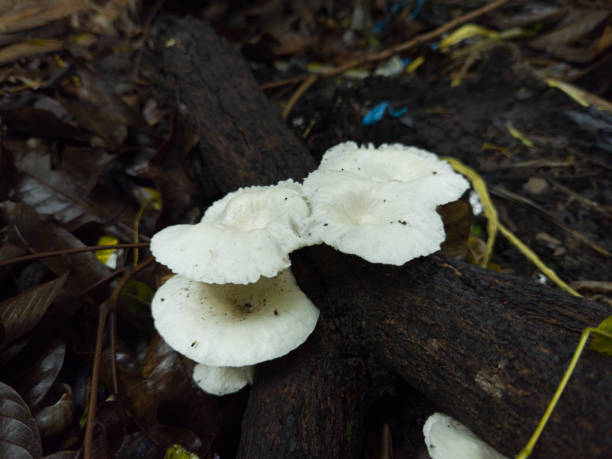 istock A wild oyster mushroom on dead tree branch 1301124303