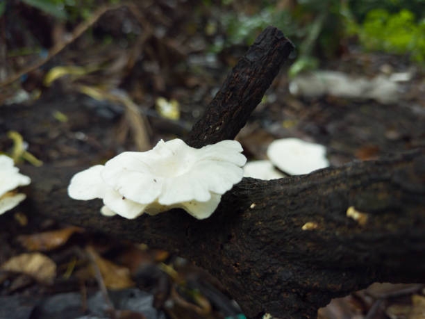 istock A wild oyster mushroom on dead tree branch 1301124371