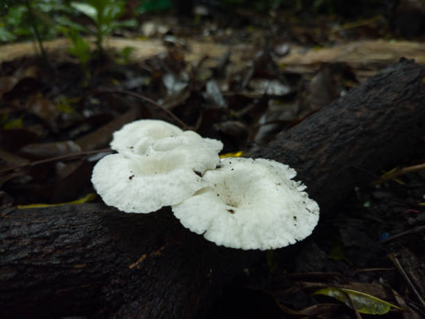istock A wild oyster mushroom on dead tree branch 1301124468