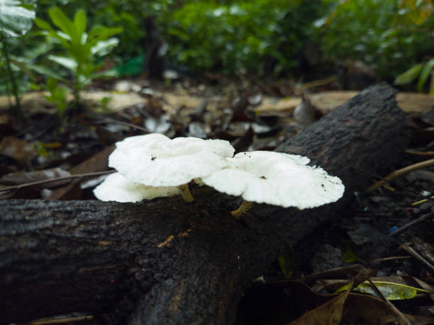 istock A wild oyster mushroom on dead tree branch 1301124501
