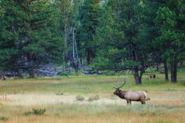 istock A bull elk in a meadow 1301125632