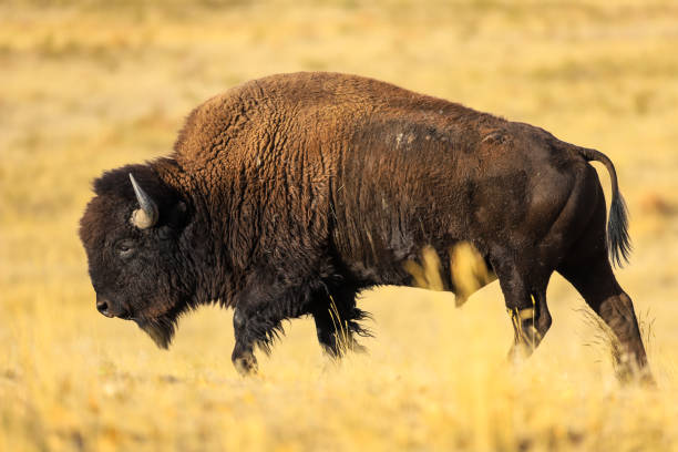 istock A bull bison walking across the plains 1301125679