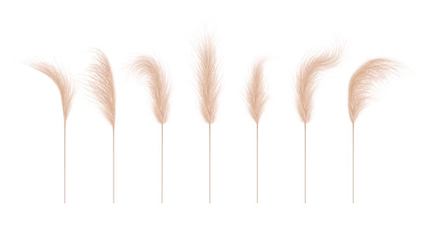 Pampas grass collection. Floral ornament elements in boho style. Vector illustration isolated on white background. Trendy design for wedding invitations, postcards, interior or flower arrangements Pampas grass collection. Floral ornament elements in boho style. Vector illustration isolated on white background. Trendy design for wedding invitations, postcards, interior or flower arrangements. panicle stock illustrations