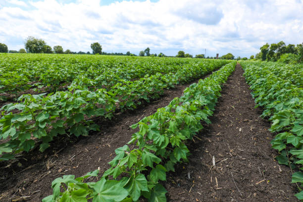 Green cotton field in India