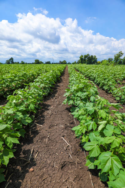 istock Green cotton field in India 1301127623