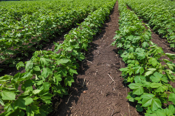 istock Green cotton field in India 1301127634