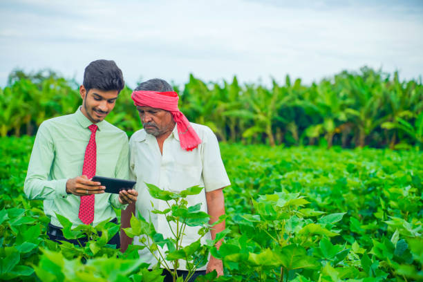 istock young handsome agronomist and farmer inspecting cotton field with tablet 1301128253