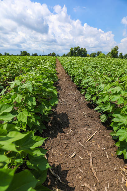 istock Green cotton field in India 1301128267