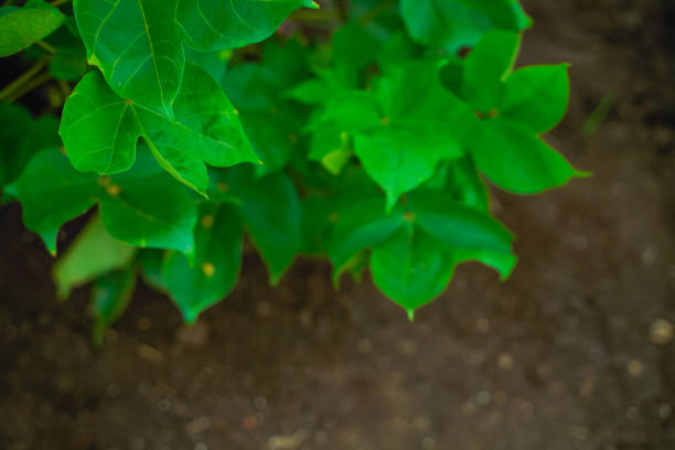 green cotton field in India
