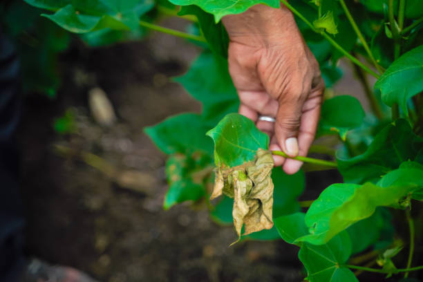 istock farmer showing damaged cotton leaf 1301128301