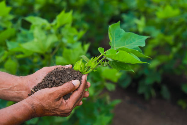 istock Farmer hand holding young plant with soil 1301128344