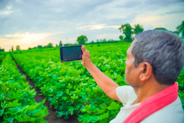 istock young indian farmer taking selfie in cotton field 1301128345