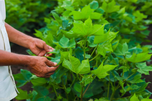 istock indian farmer examination in cotton field 1301128346