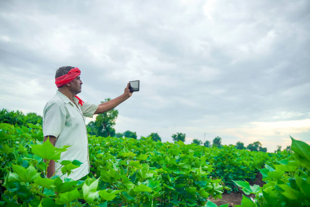 istock young indian farmer taking selfie in cotton field 1301128371