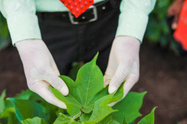 young indian agronomist checking green cotton leaf at cotton field