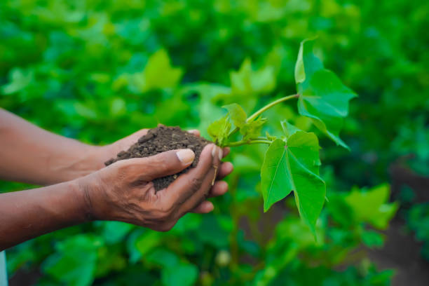 istock Farmer hand holding young plant with soil 1301128395