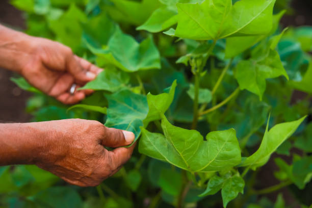 istock indian farmer examination in cotton field 1301128396