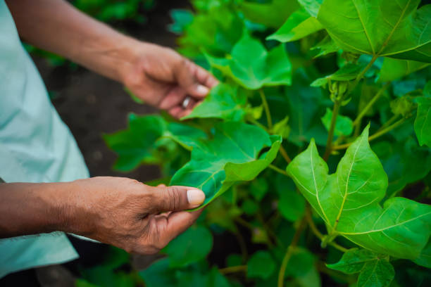 istock indian farmer examination in cotton field 1301128420