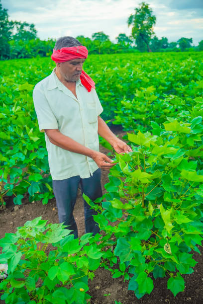 istock indian farmer examination in cotton field 1301128476