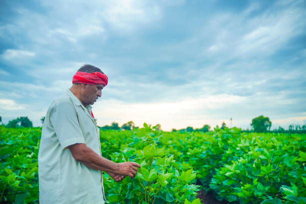 istock indian farmer examination in cotton field 1301128562