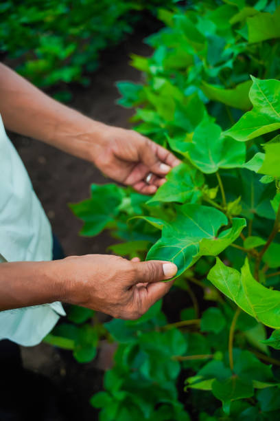 istock indian farmer examination in cotton field 1301128574
