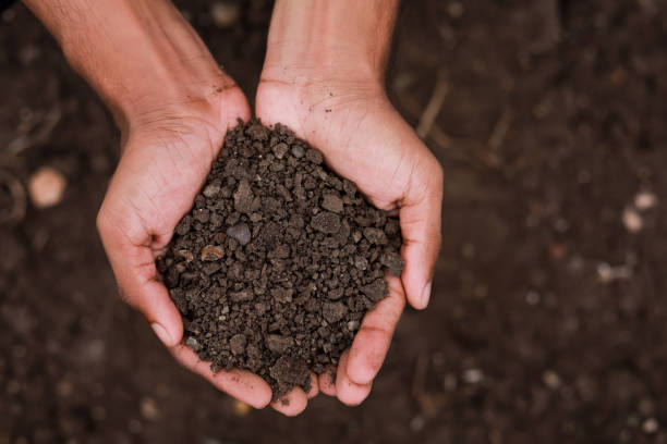 istock Black soil holding in hand 1301128640