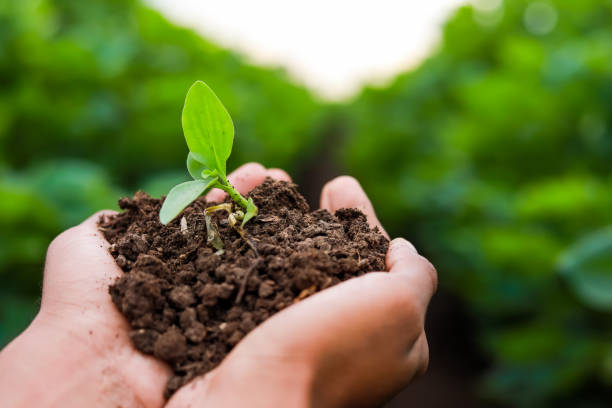 istock Farmer hand holding young plant with soil 1301128654