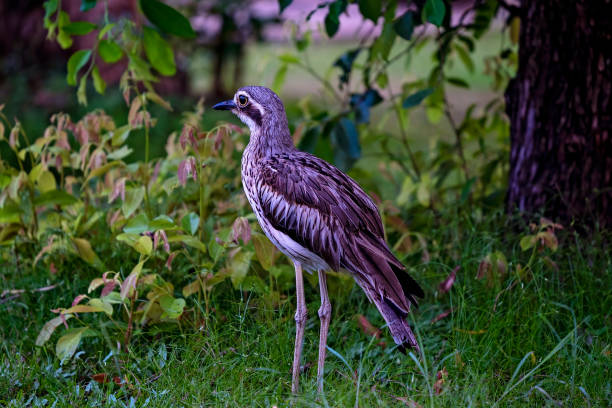 buschstein-brachvogel - stone curlew stock-fotos und bilder