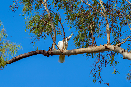 A sulphur-crested white cockatoo perched inquisitively on a tree branch against a blue sky background