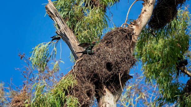 istock Metallic starlings building a nest high up in the tree branches 1301129599