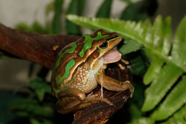 istock Green and Golden Bell frog 1301130297