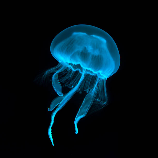 primer plano de medusas transparentes azules. aislado sobre un fondo negro. - jellyfish fotografías e imágenes de stock